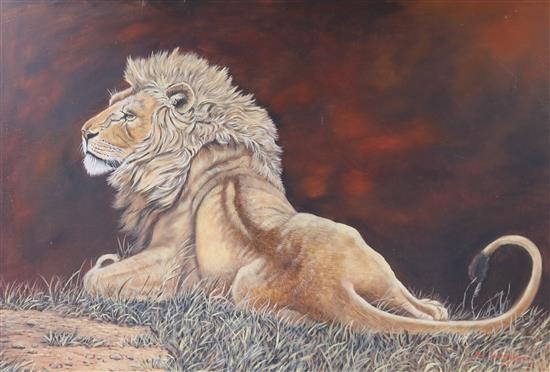 Study of a lion 82 x 121cm